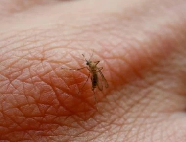 Επιδημία δάγκειου πυρετού στην Ονδούρα - 44 νεκροί από την αρχή του έτους